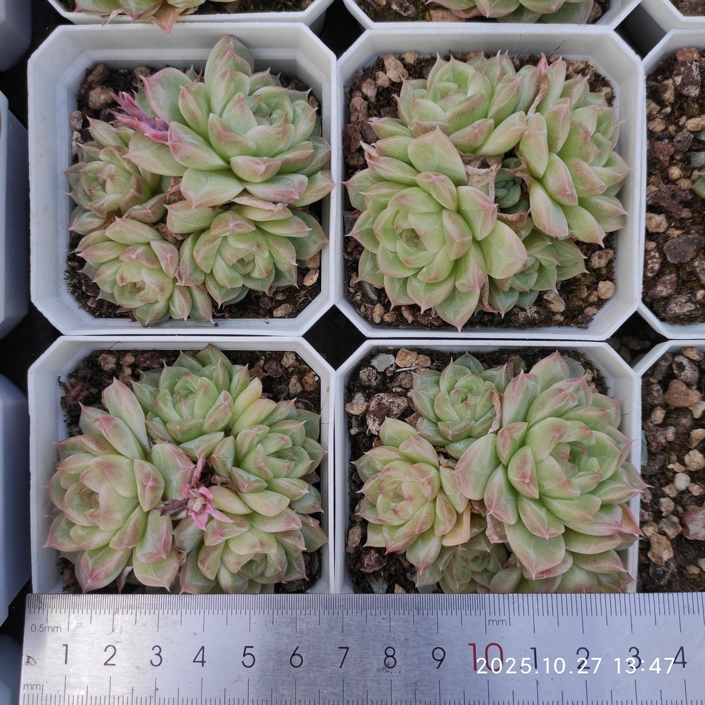 21774 クィーンズ ローズHyb(7cm pot)