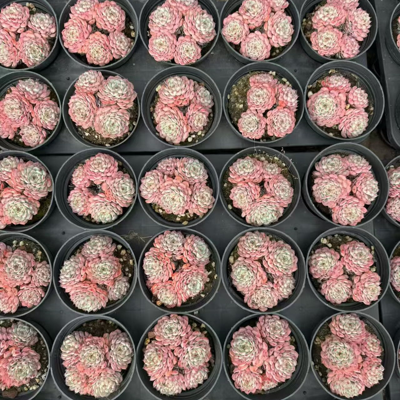 21995 ワイト ミニマー(9cm pot)