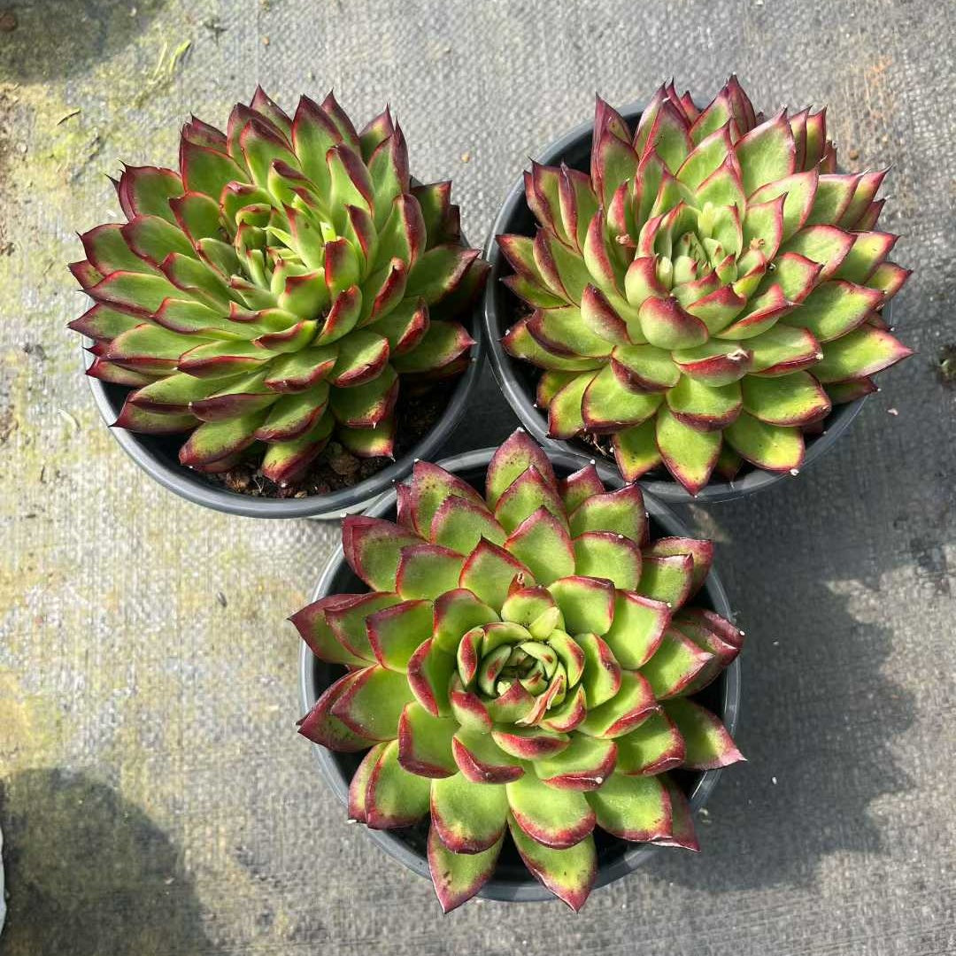 26179 テンプトレス