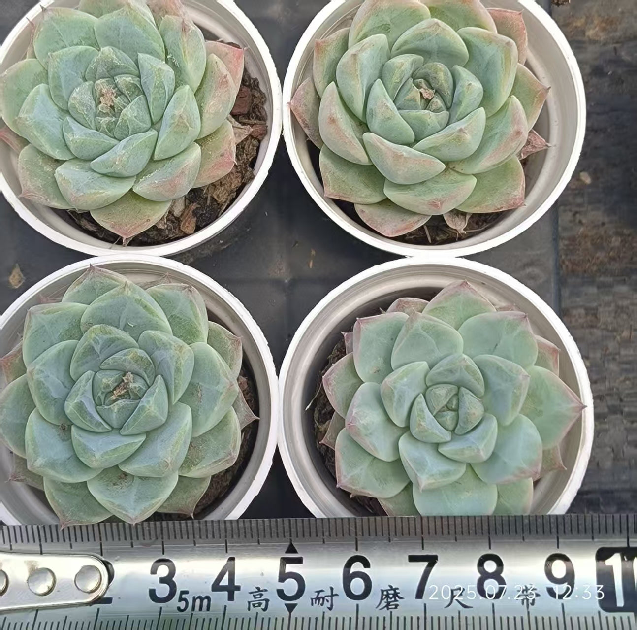 XL103 ブルーバード Hyb(5cm pot)