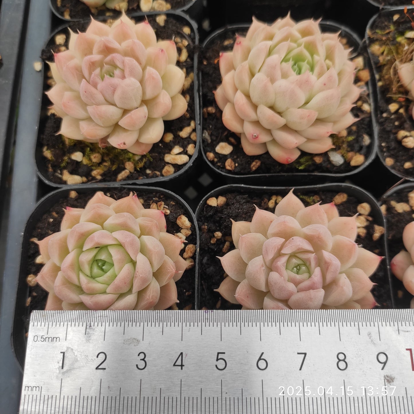 QN775 クイーンローズ(6.5cm pot)