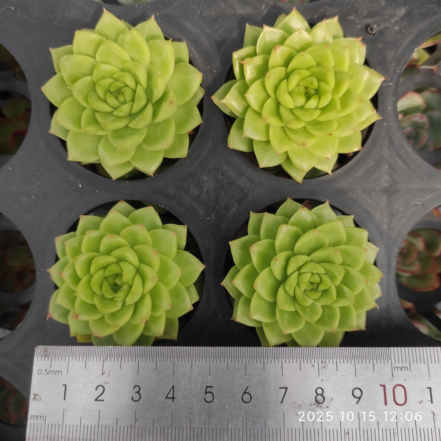 ZZA351 新品種 クイーンローズ(5.5cm pot)