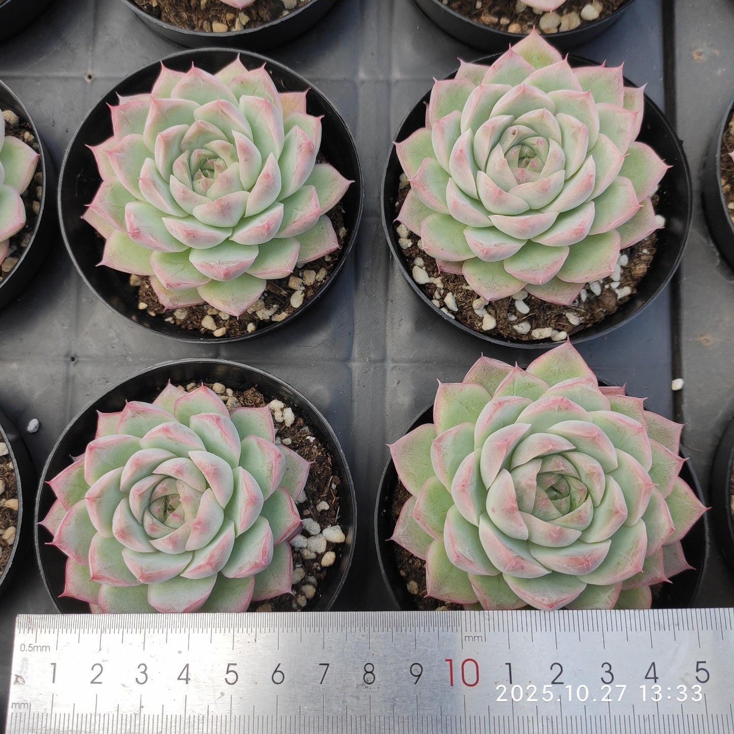 HG127 マルギャン クィーンHyb(9cm pot)