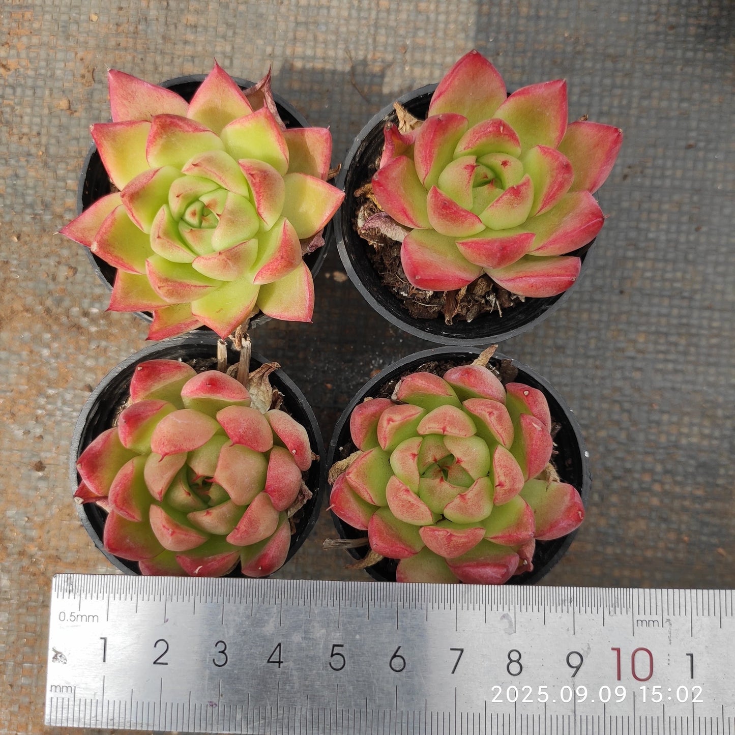 MMT790 ドリームクイーン(5.5cm pot)