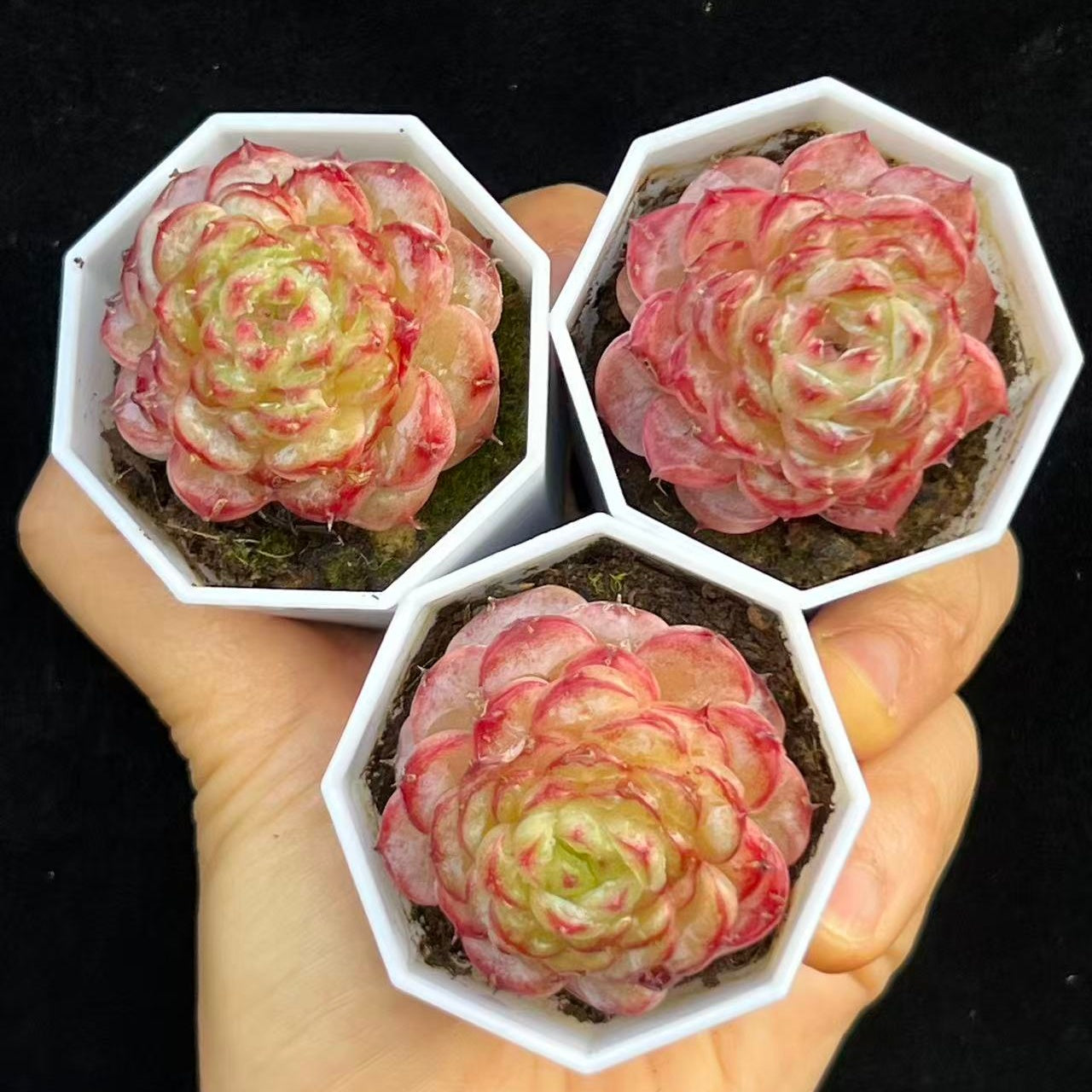 BL2026 クリスタル ローズHyb(5cm pot)