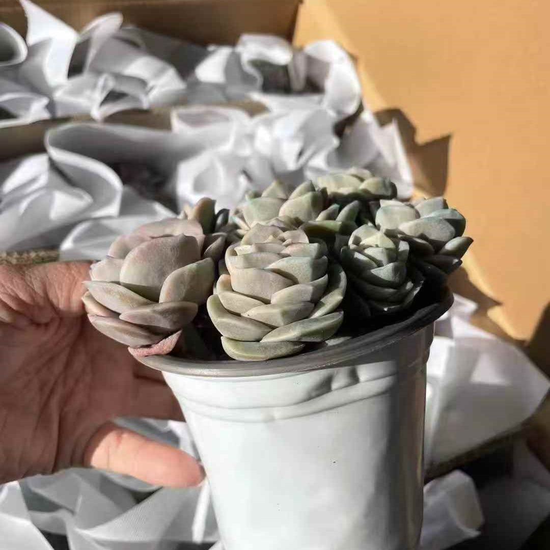 24216 ラブリーローズ