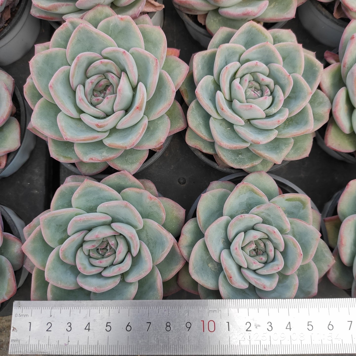 LXX001 アマビレ(9cm pot)