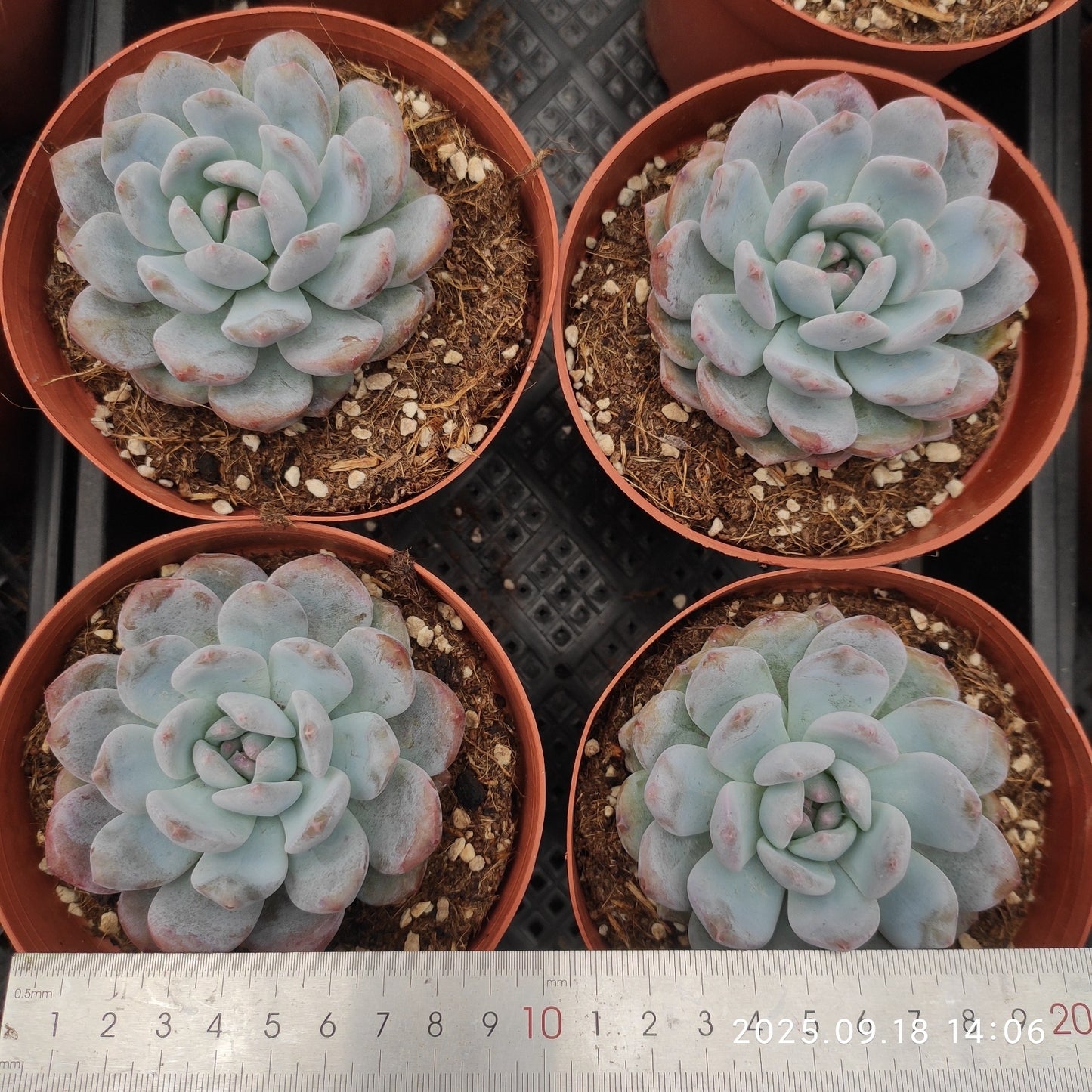 LMM433 ルービー リング(14cm pot)