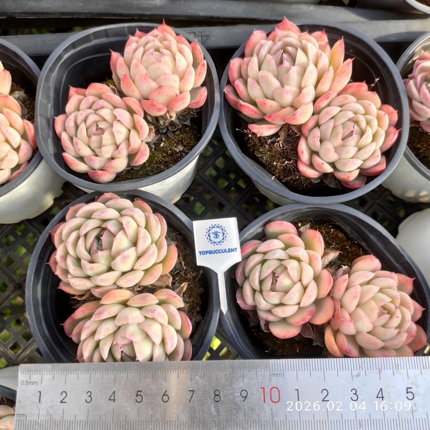 1045 ストロベリーアイス