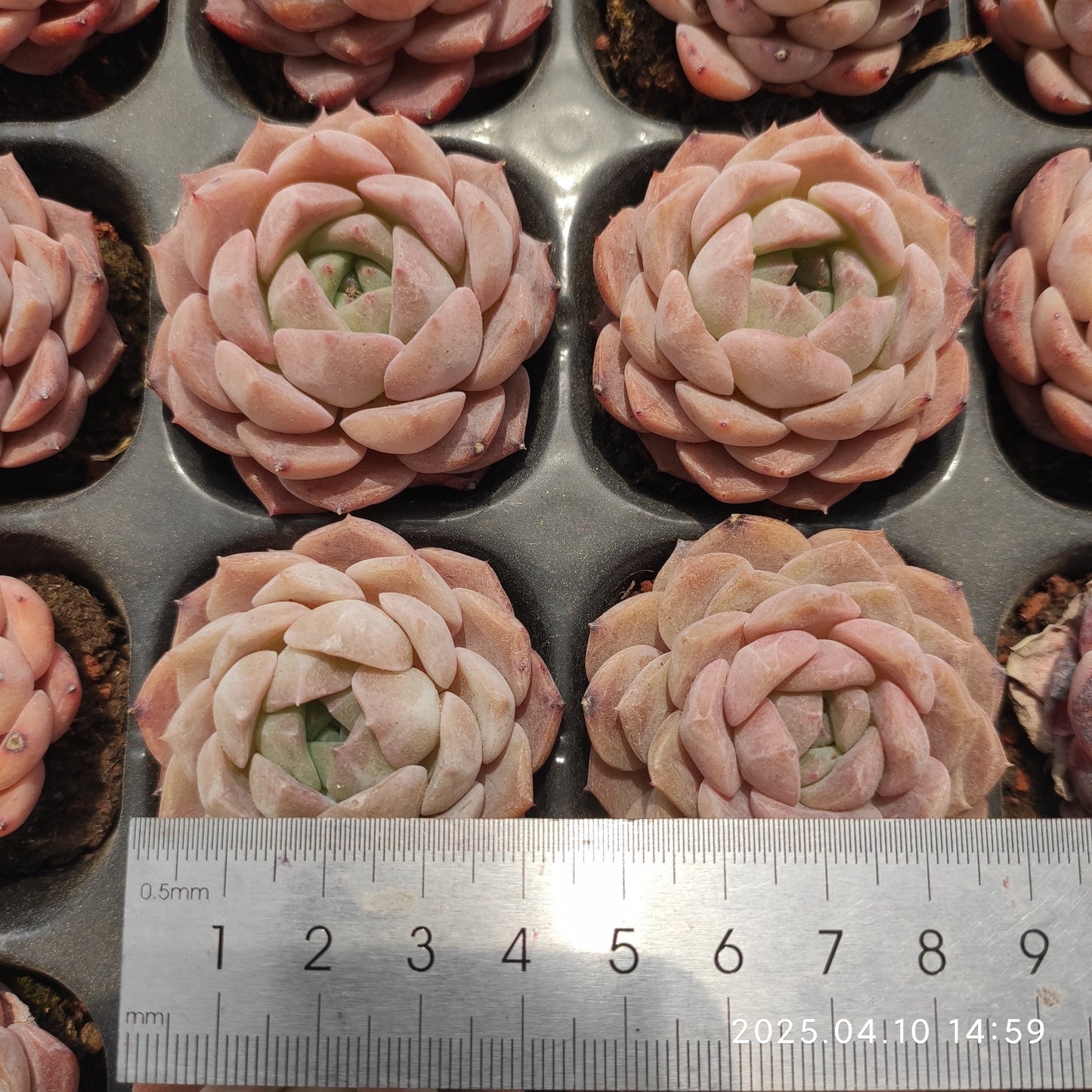 NGN566 キャンディー ハートHyb (7cm pot)