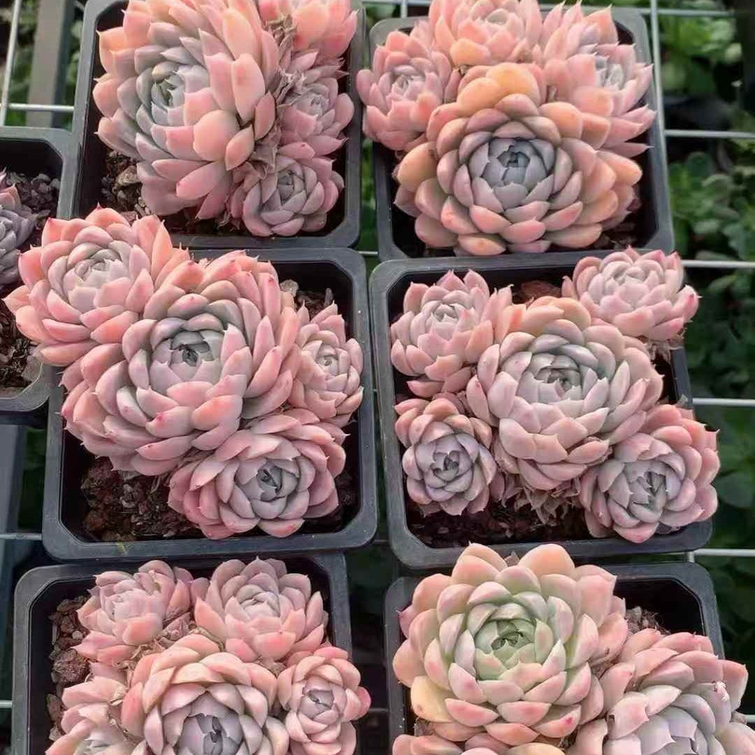 23643 スノーボール(14cm pot)