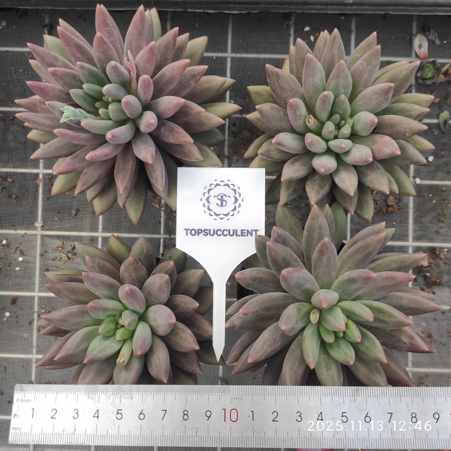 22461 コーンポッピーHyb(9cm pot)