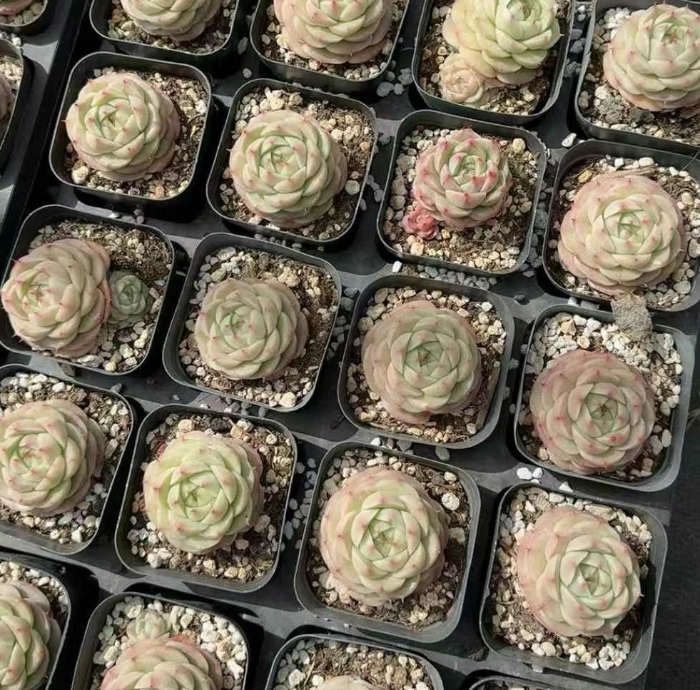 BL1737 マルギャン Hyb (6cm pot)