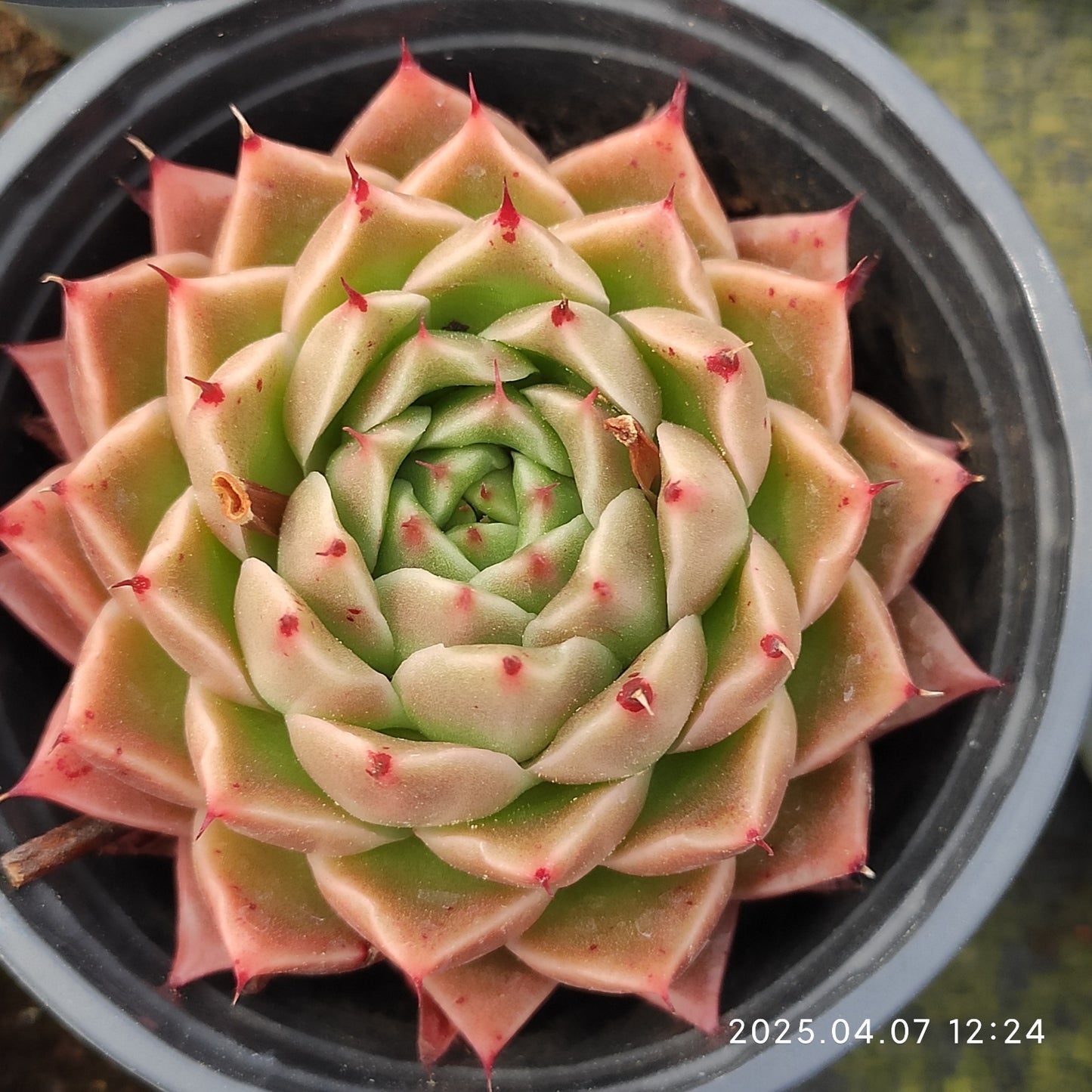 DQ125 グリーンペッパー(ピーマン)(9cm pot)