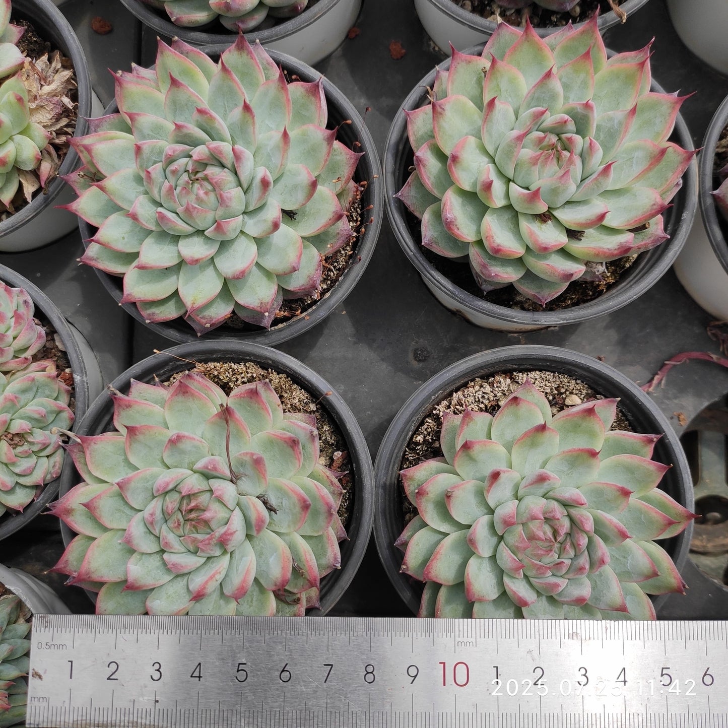 NGN161 キャドベリー(9cm pot)