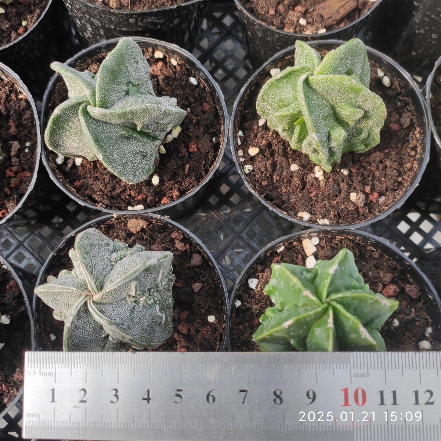 ZL123 副稜へキラン (5cm pot)