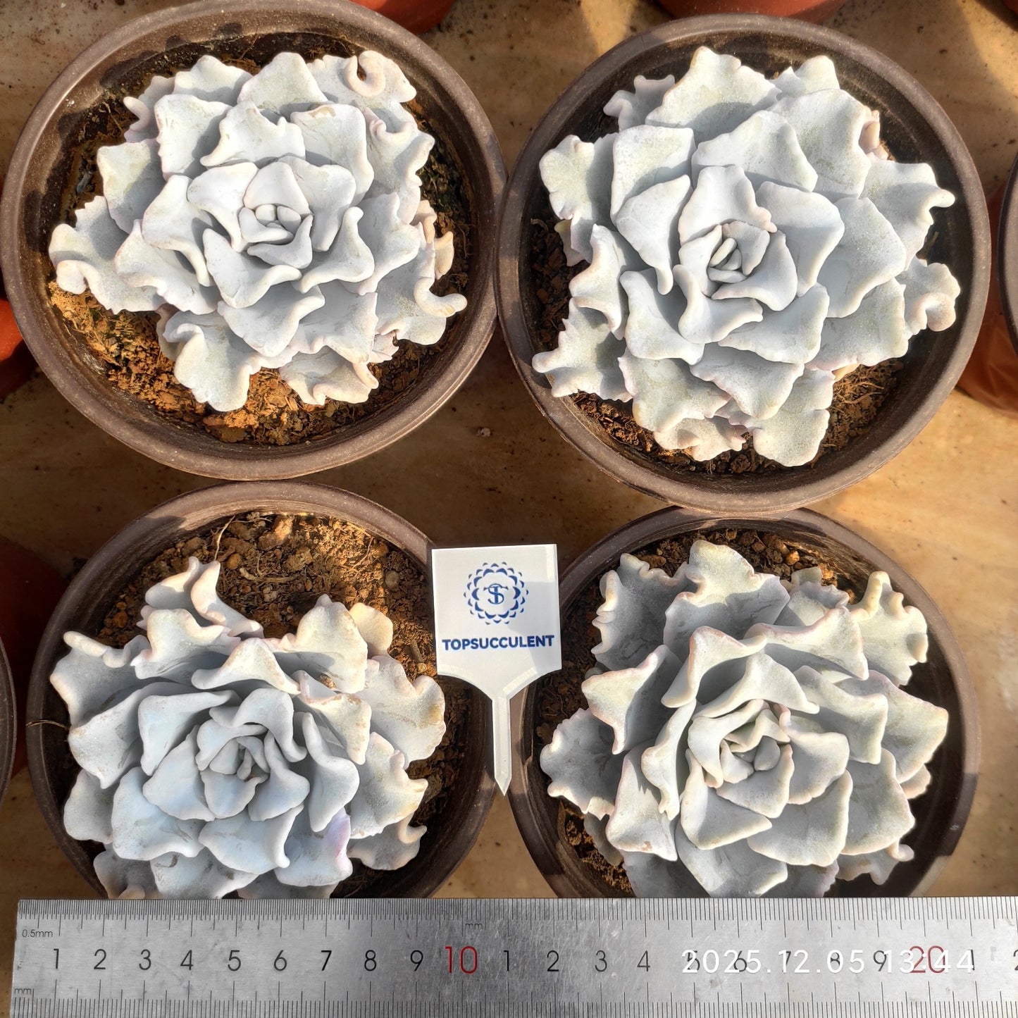 THH027 クリスペートビューティ(12cm pot)