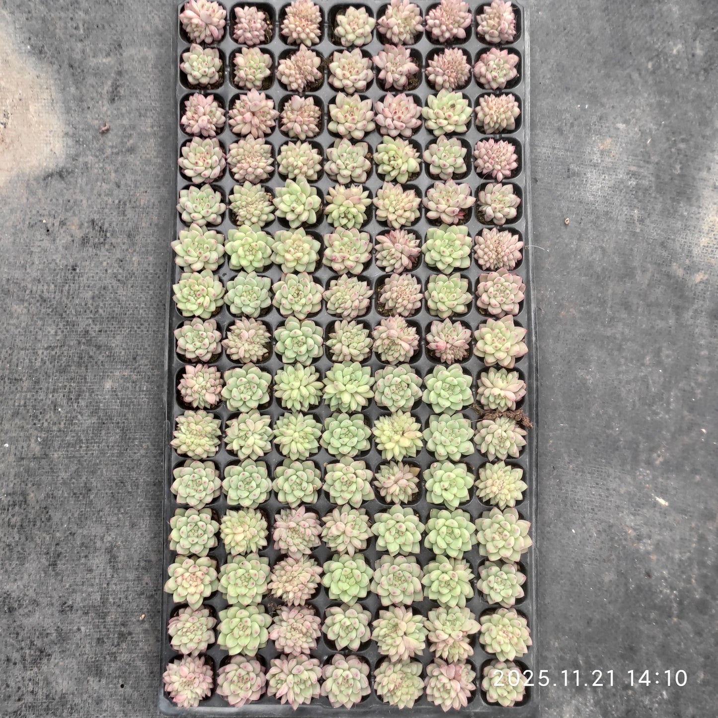 22142 ルージ バットン(3cm pot)(ポット苗)