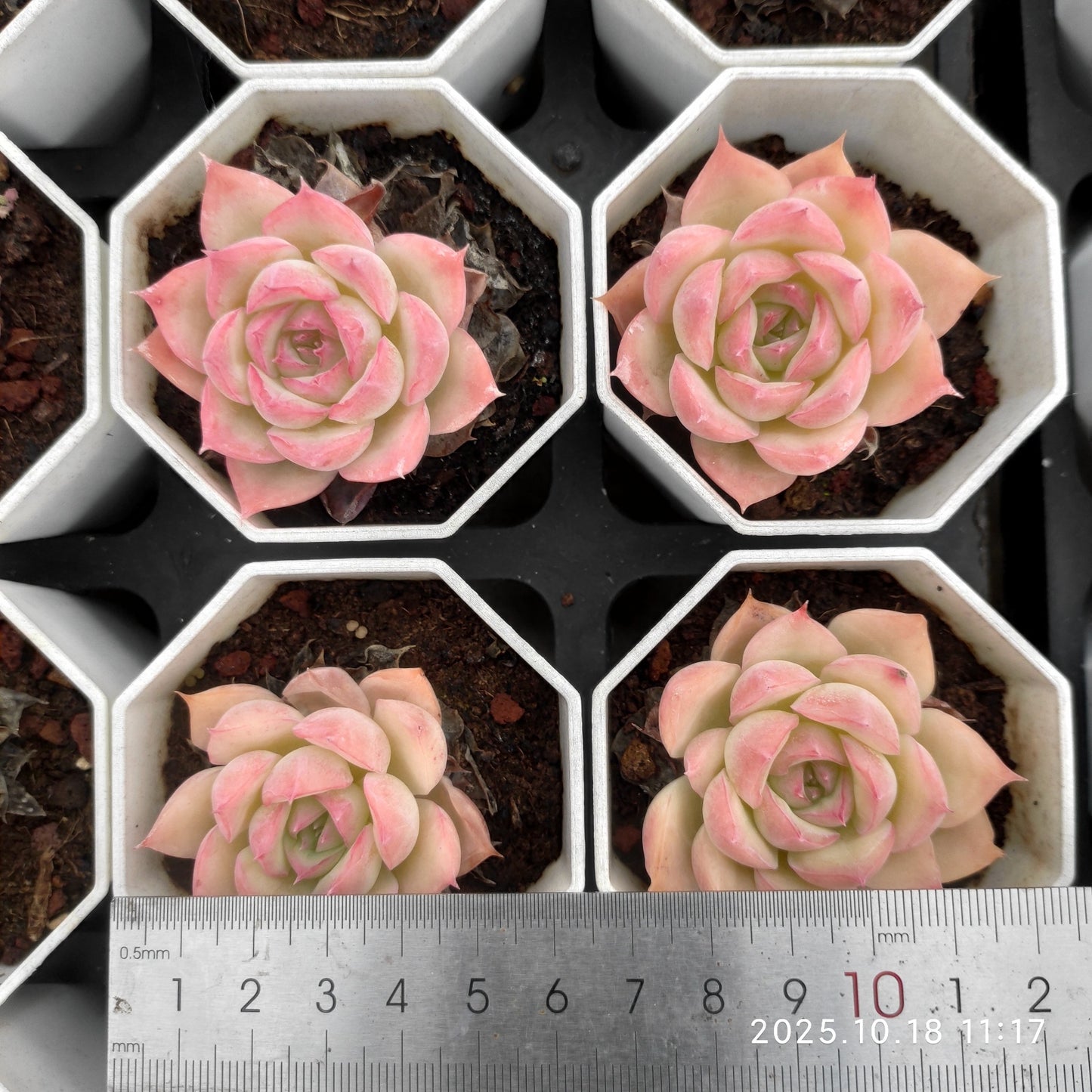 YBB192 シルエット(7cm pot)