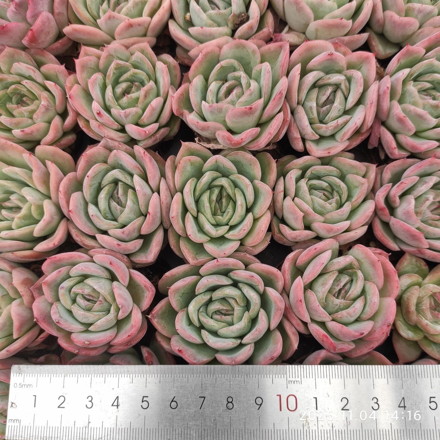 22295 フォーリング チェリー(3cm pot)(ポット苗)