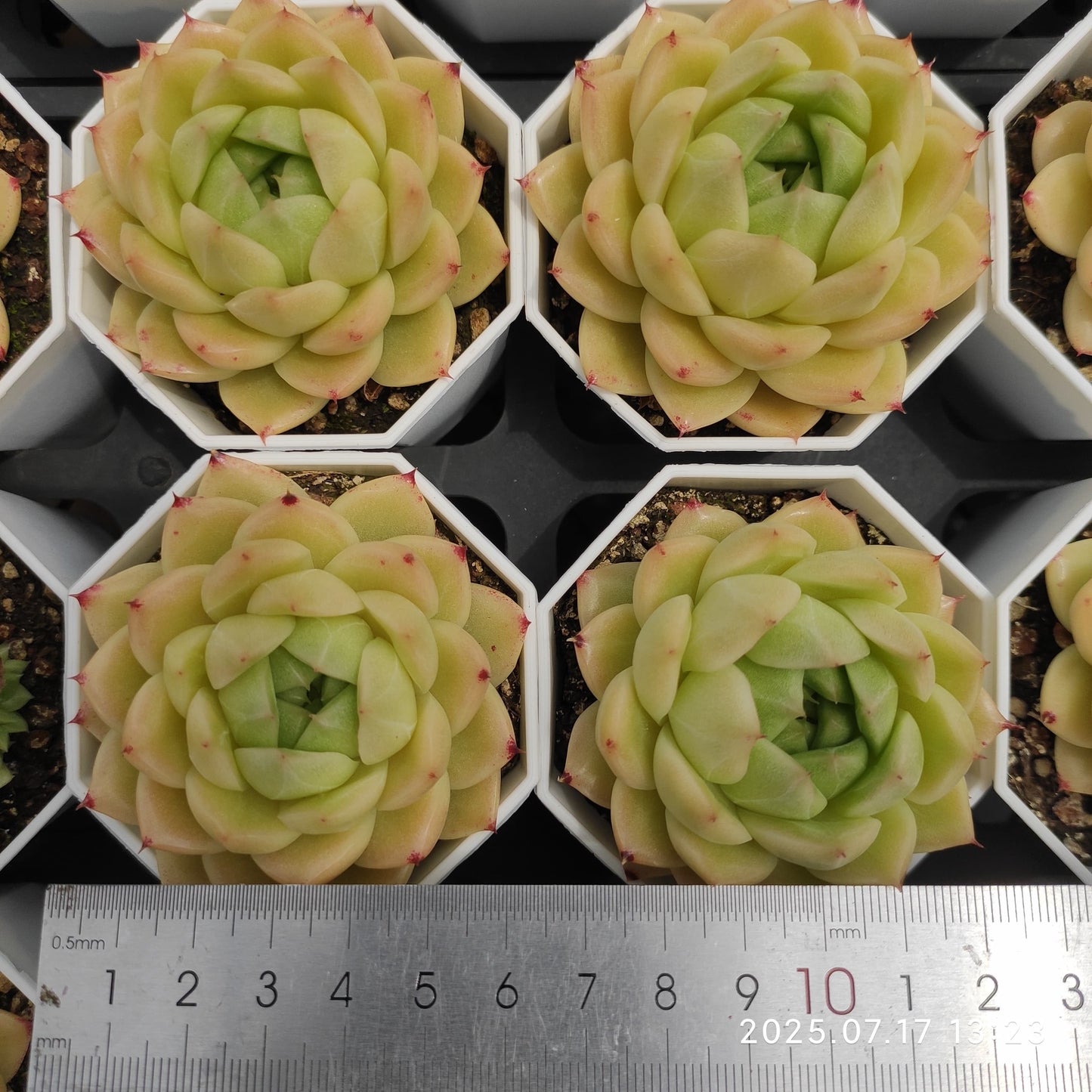 WWA333 モーニンググロー (7cm pot)