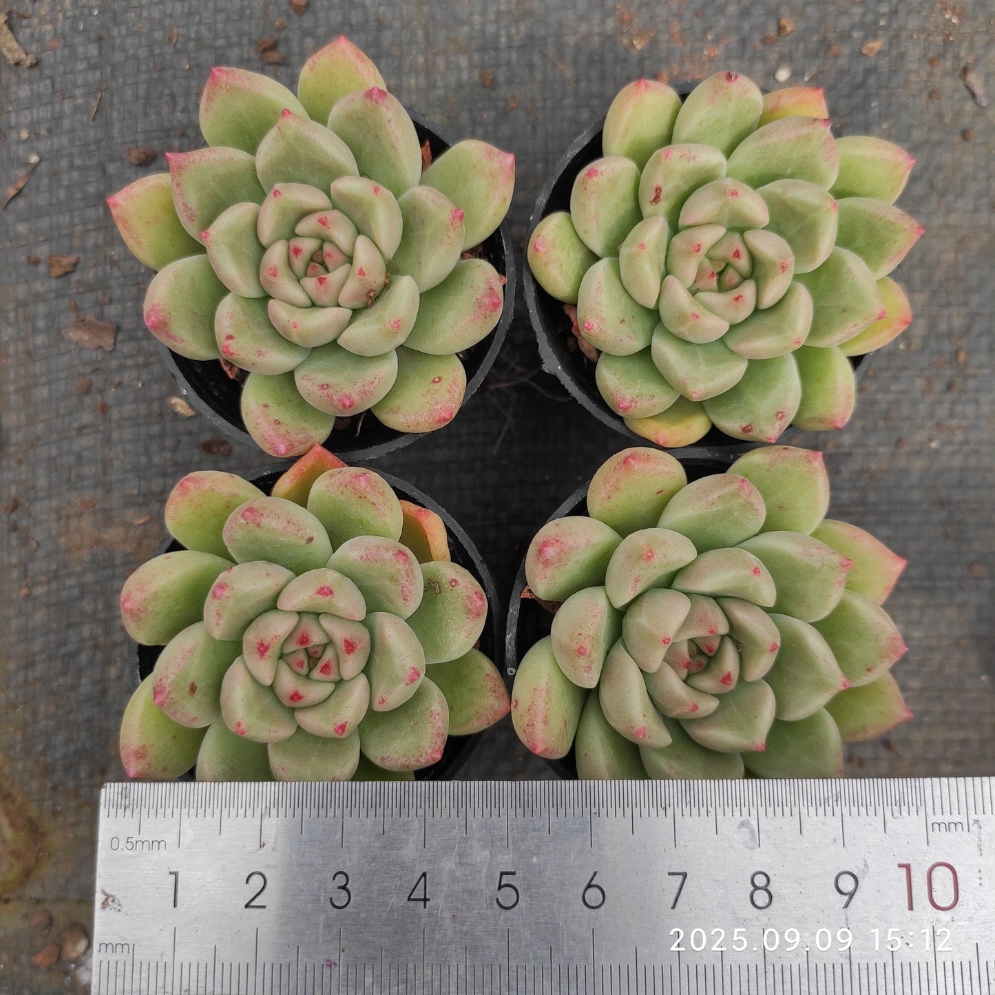 MMT278 アリジェ(5.5cm pot)