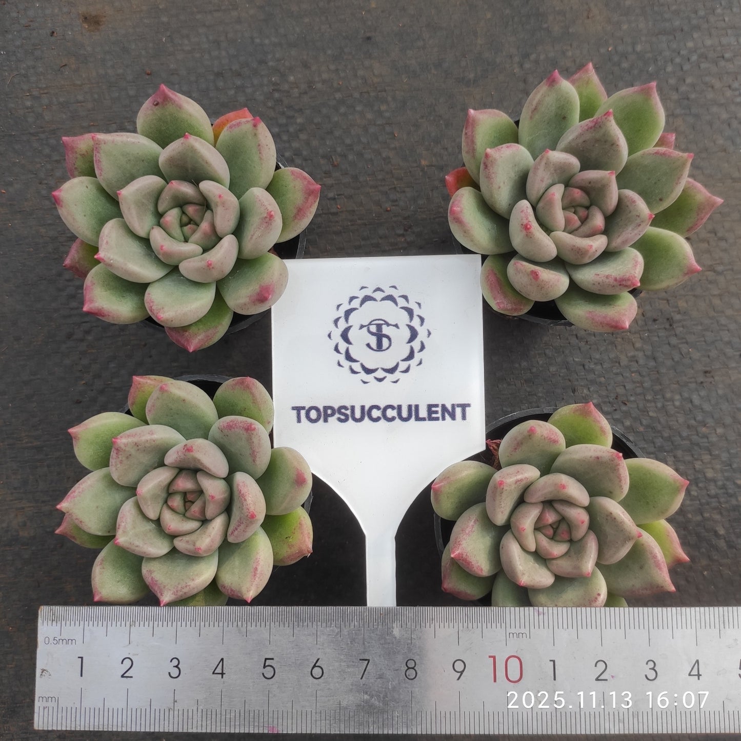 2641 アリジェ(5.5cm pot)