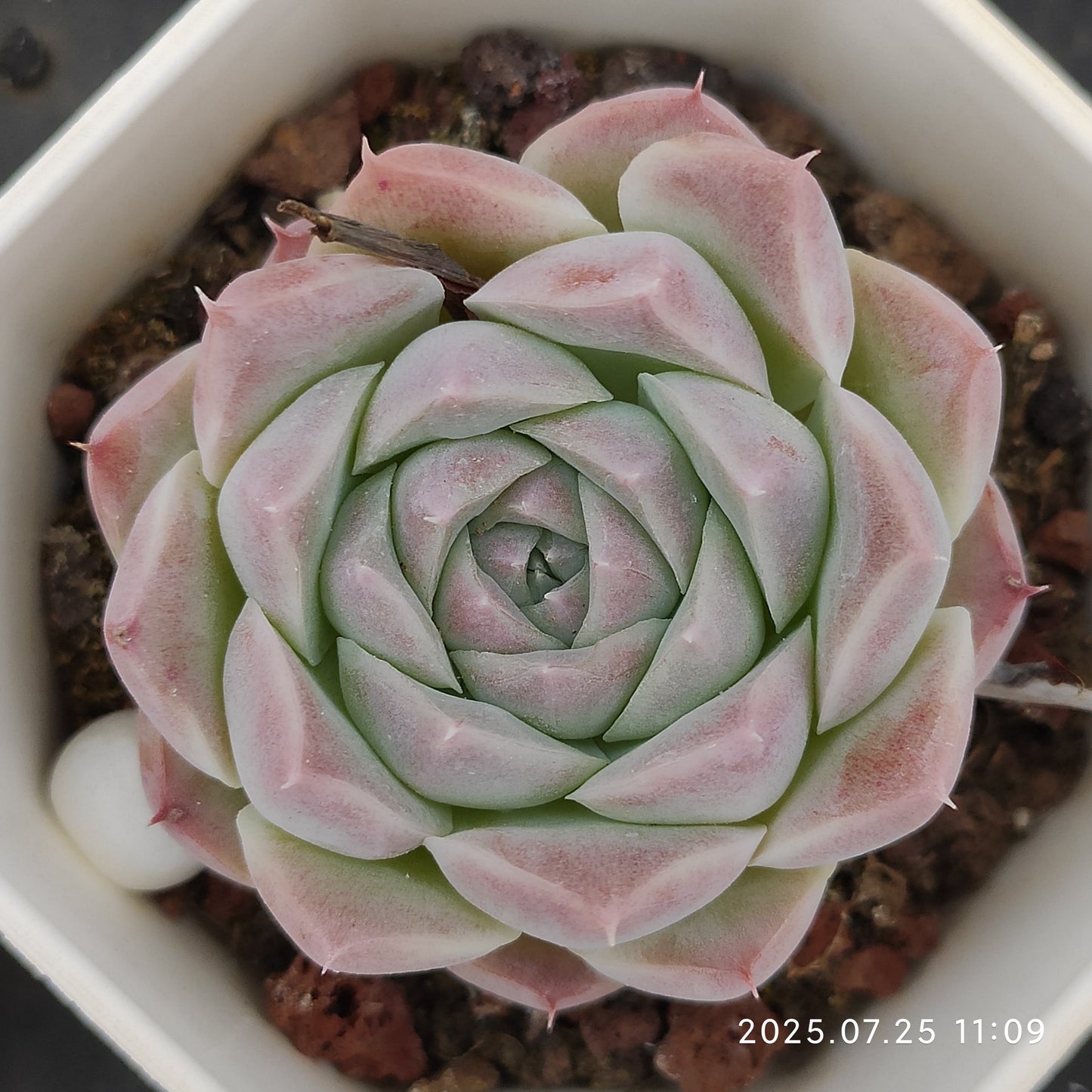 NGN026 アテナ(7cm pot)