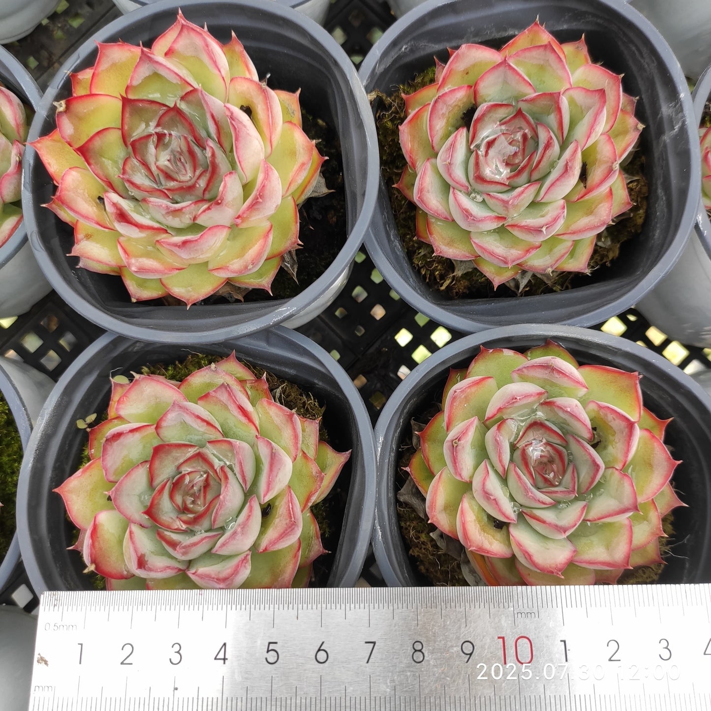 QN841 レッド ウォーブラー(9cm pot)