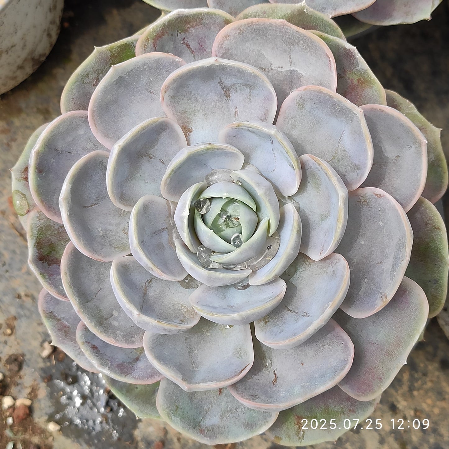 NGN364 ブルーサプライズ(12cm pot)