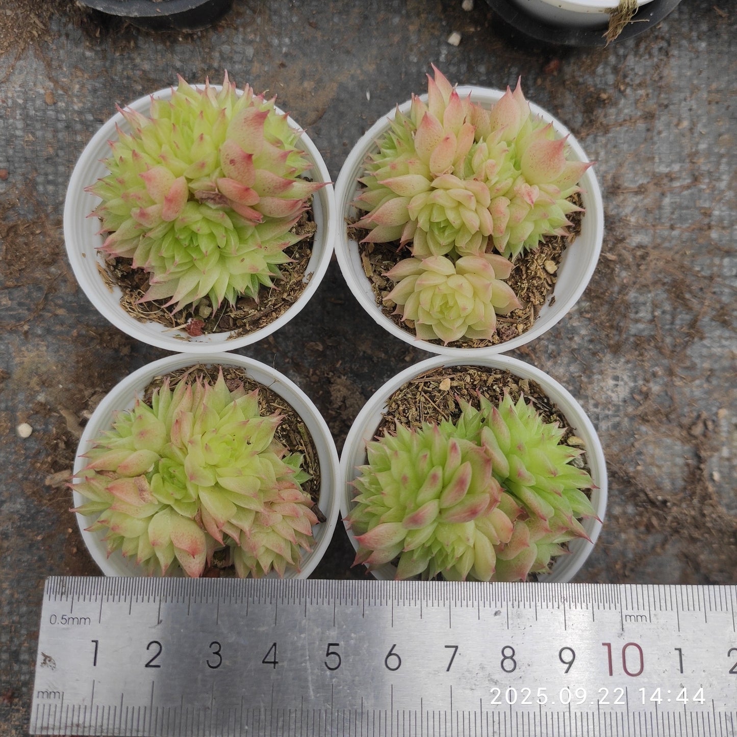 LB070 バタフライ マルギャン(5.5cm pot)