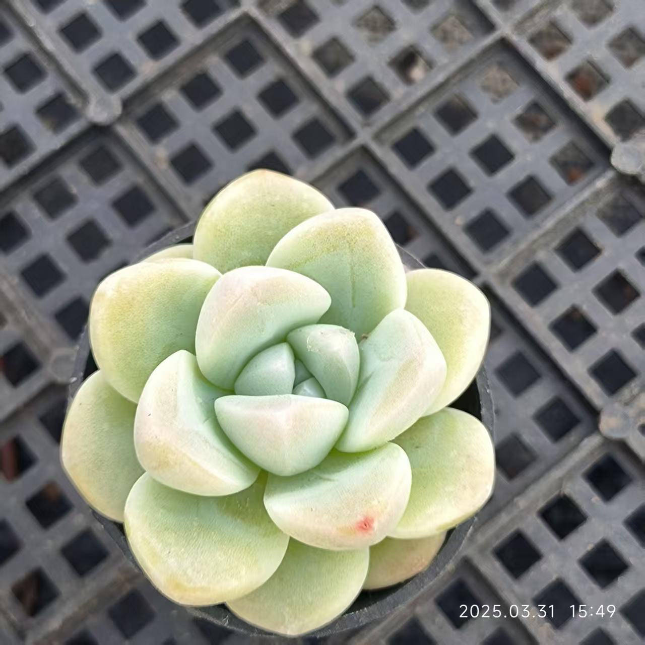 HH137 ジェイドバタフライ(5cm pot)