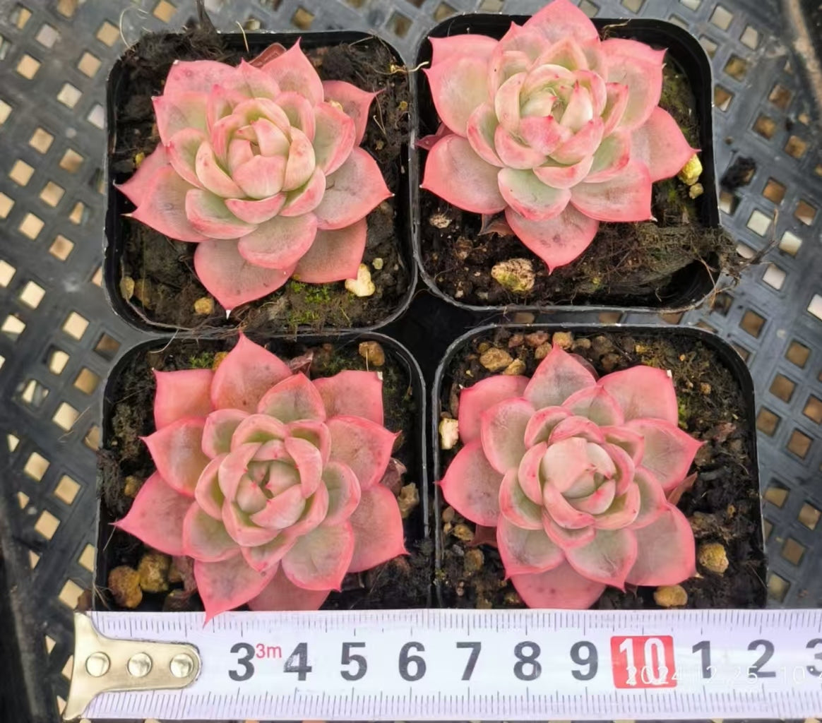 LG670 グッドルッキング(6.5cm pot)