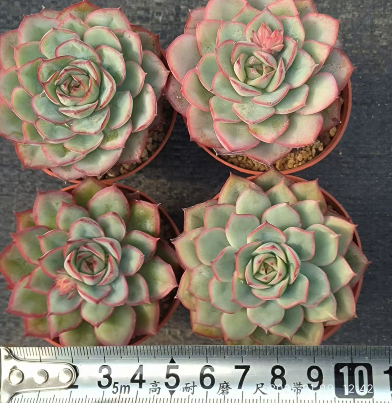 RDD299 キャプテンヘイHyb(6.5cm pot)
