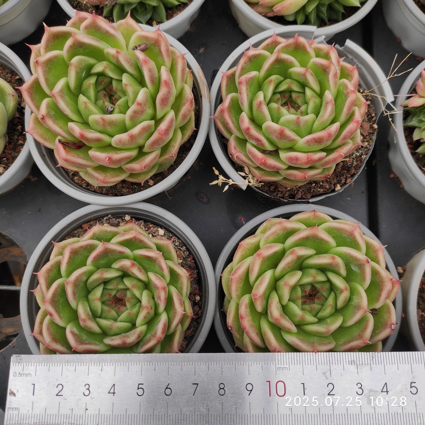 NGN691 マルギャンHyb(9cm pot)