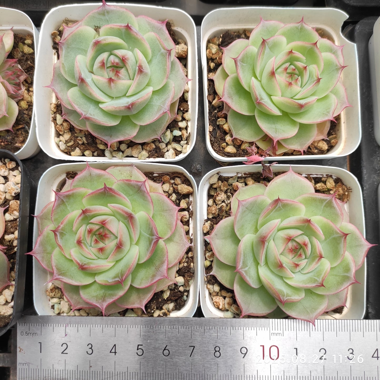 XQ1415 ロータスHyb(7cm pot)