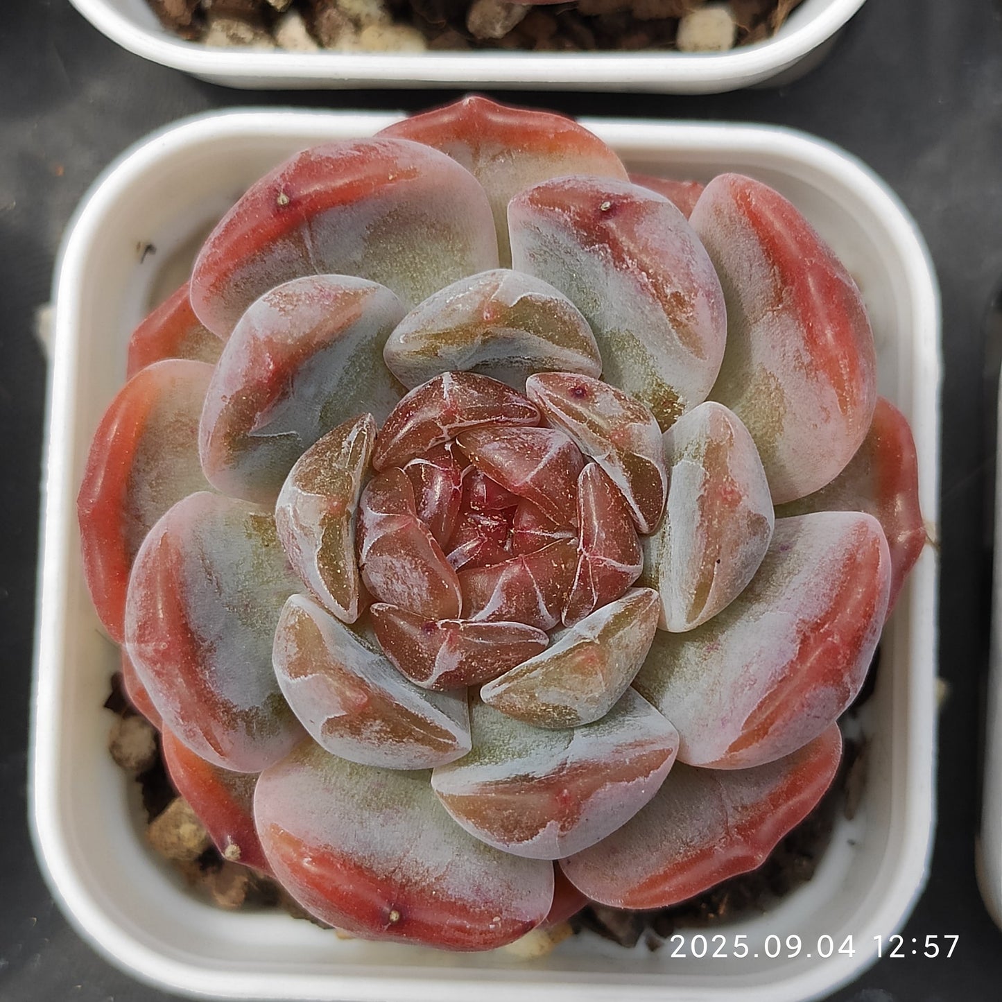 MMY812 ドードー(5.5cm pot)