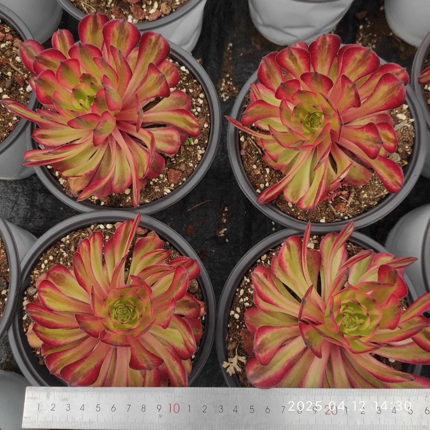 YF437 アエオニウム ビューティーガール(300cm pot)