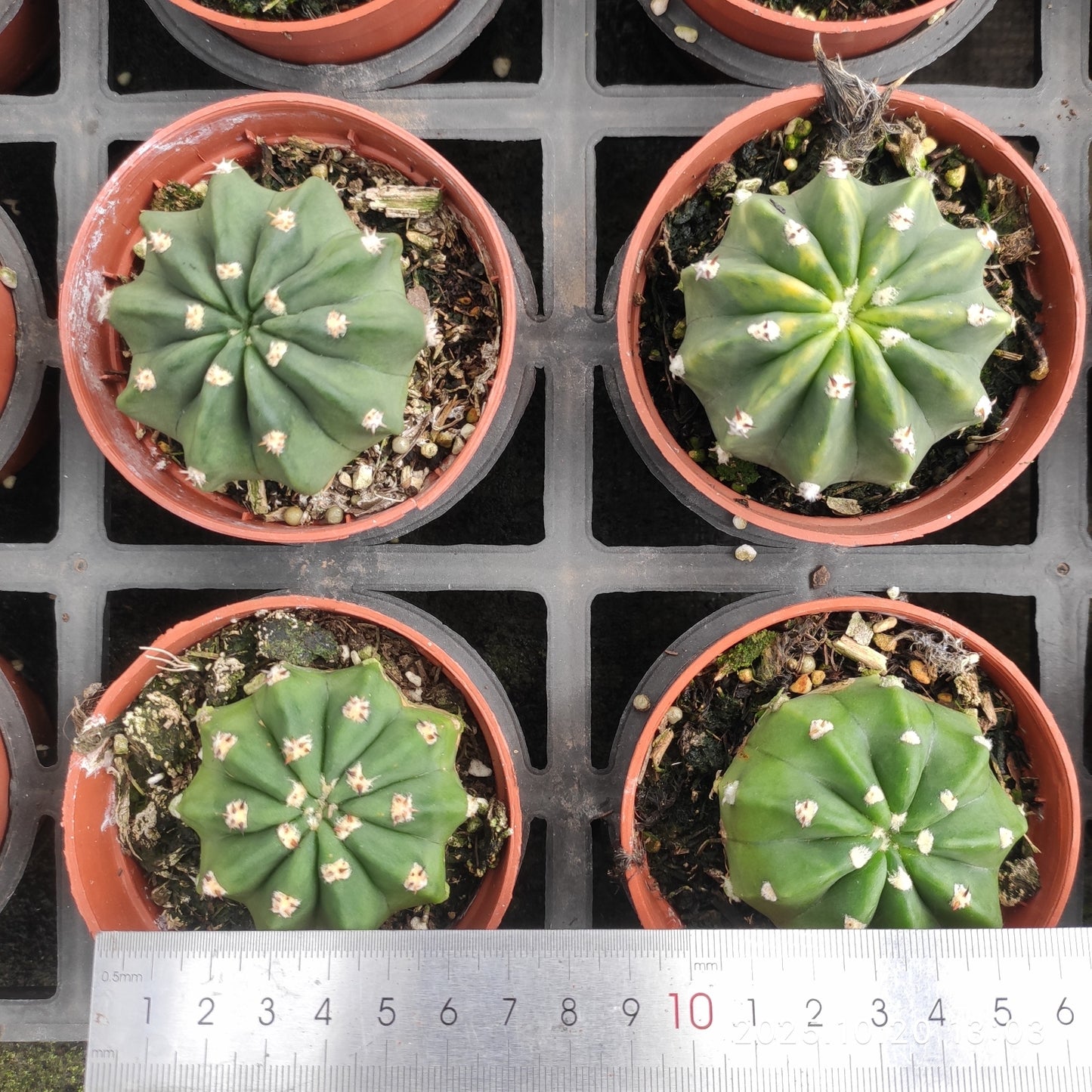 ZXX937 タビフローラー(7cm pot)