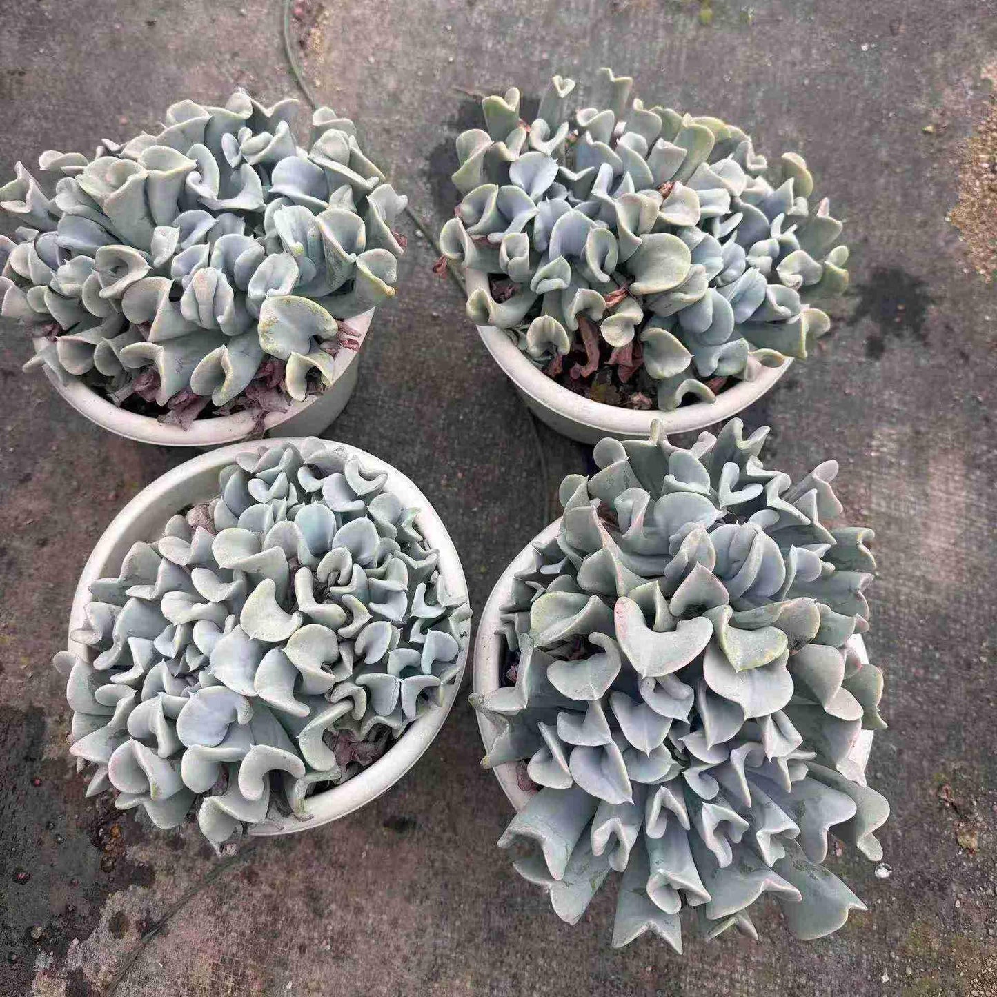 24333 ルンヨニー トップシータービー