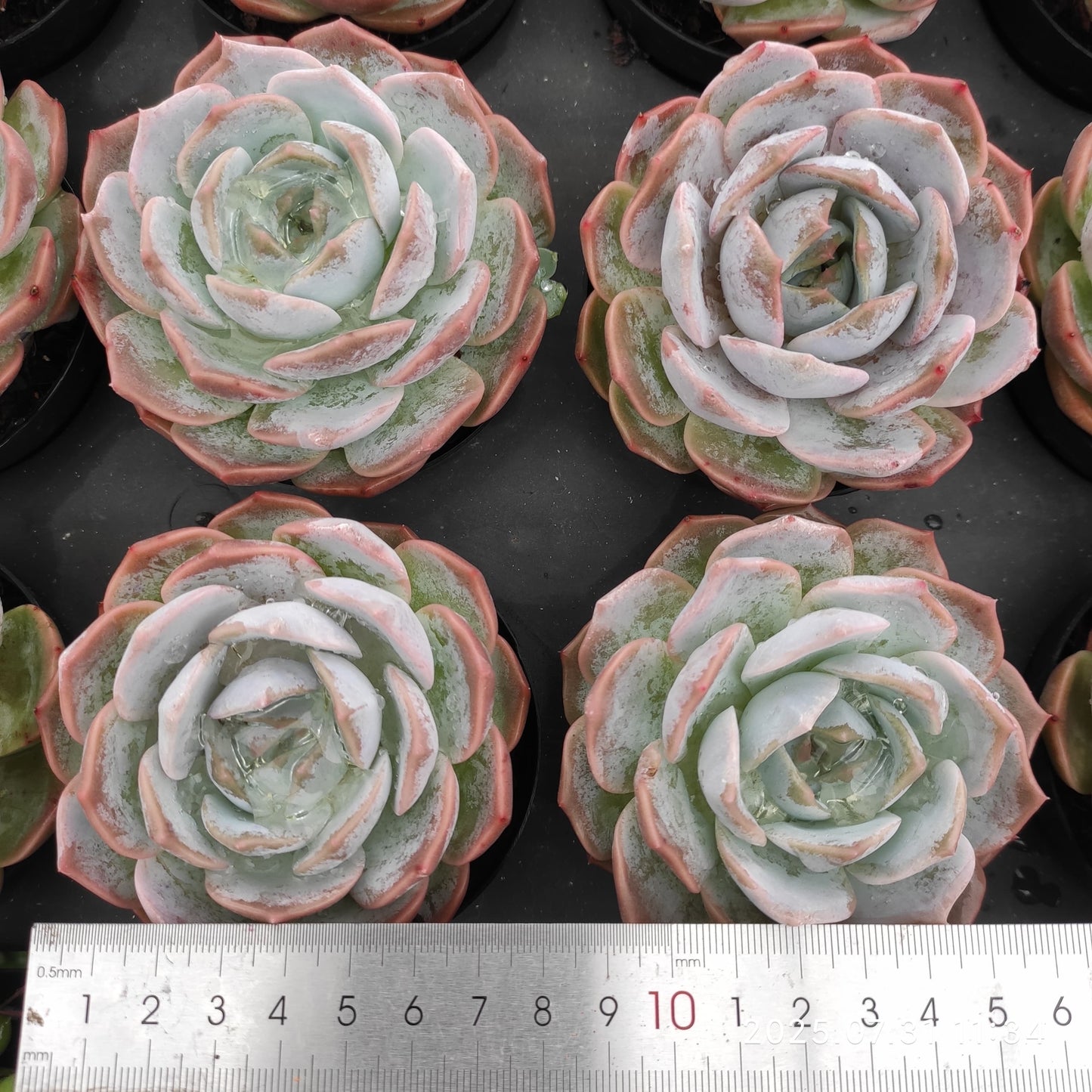 MMT725 パープルクィーン (9cm pot)