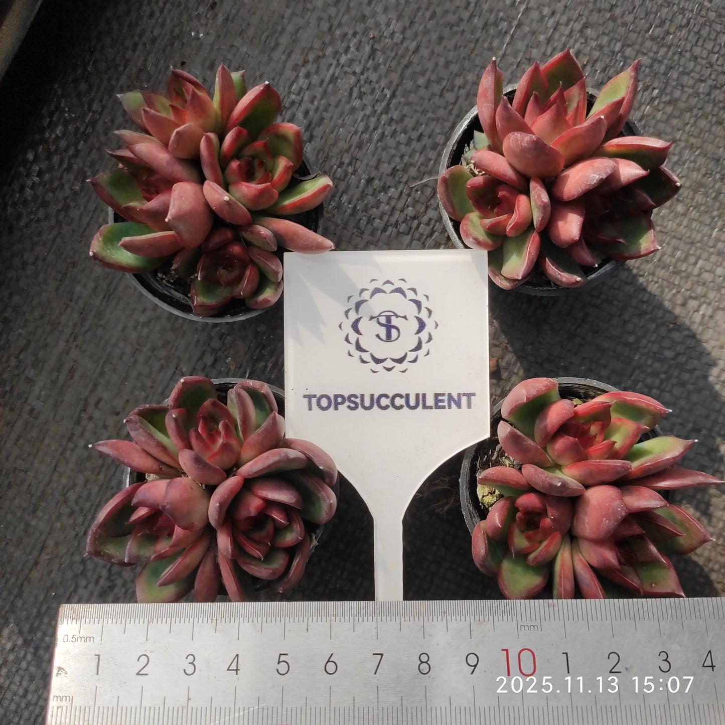 22491 ほワイルドホース(5.5cm pot)