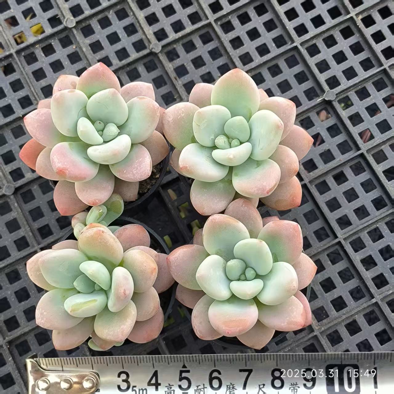 HH130 ピンクピーチ(6.5cm pot)