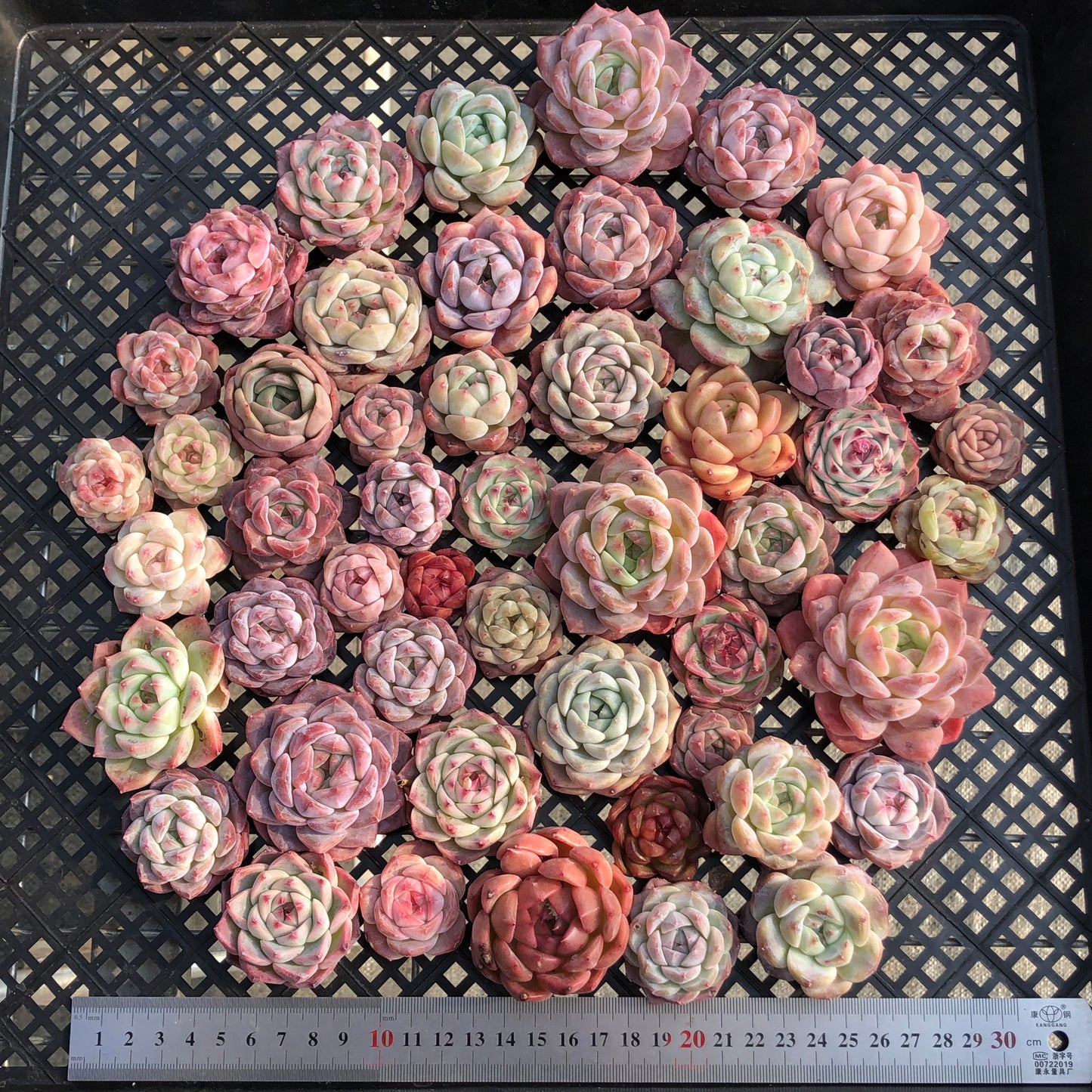 22048 ミックス苗 25