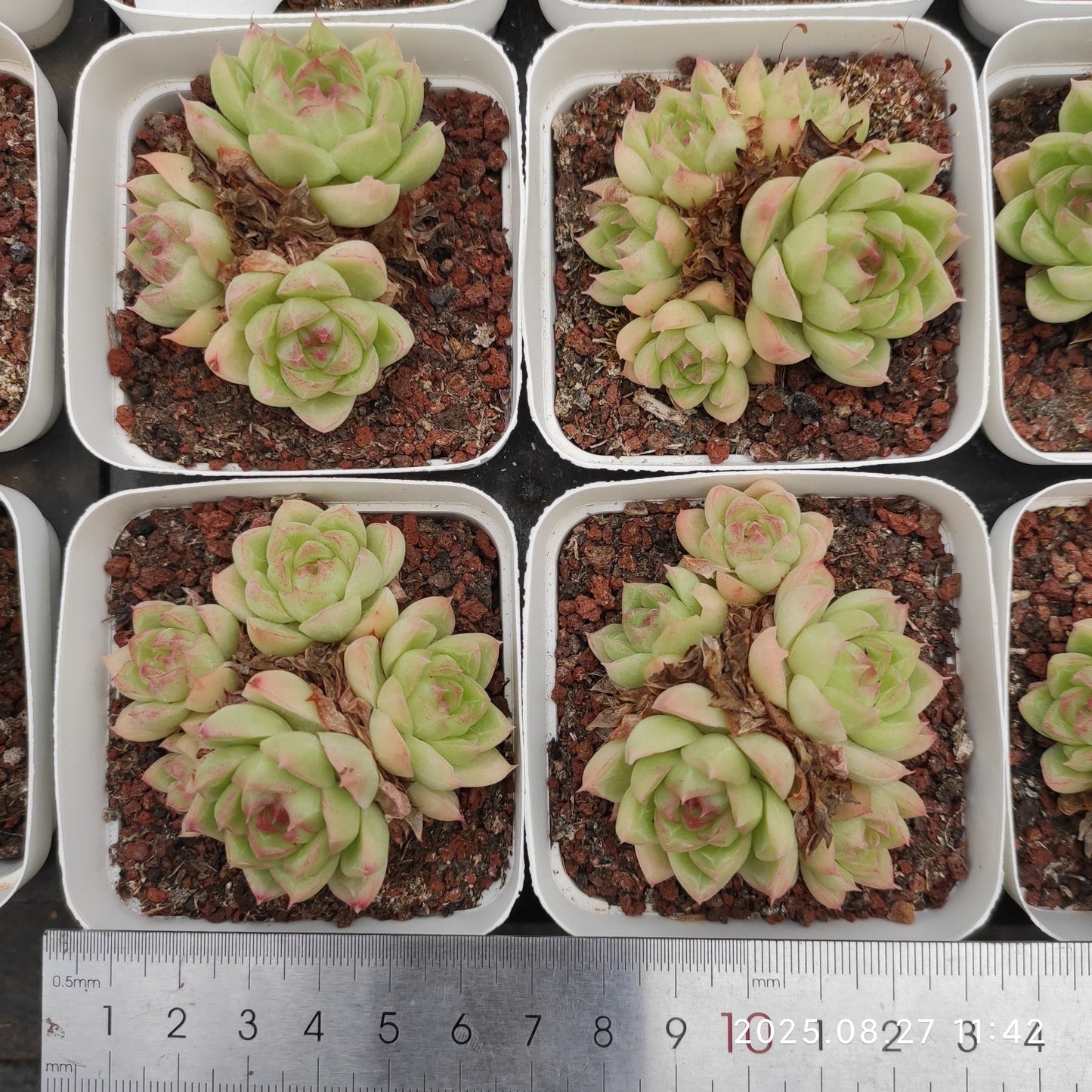 XQ800 クイーン(7cm pot)