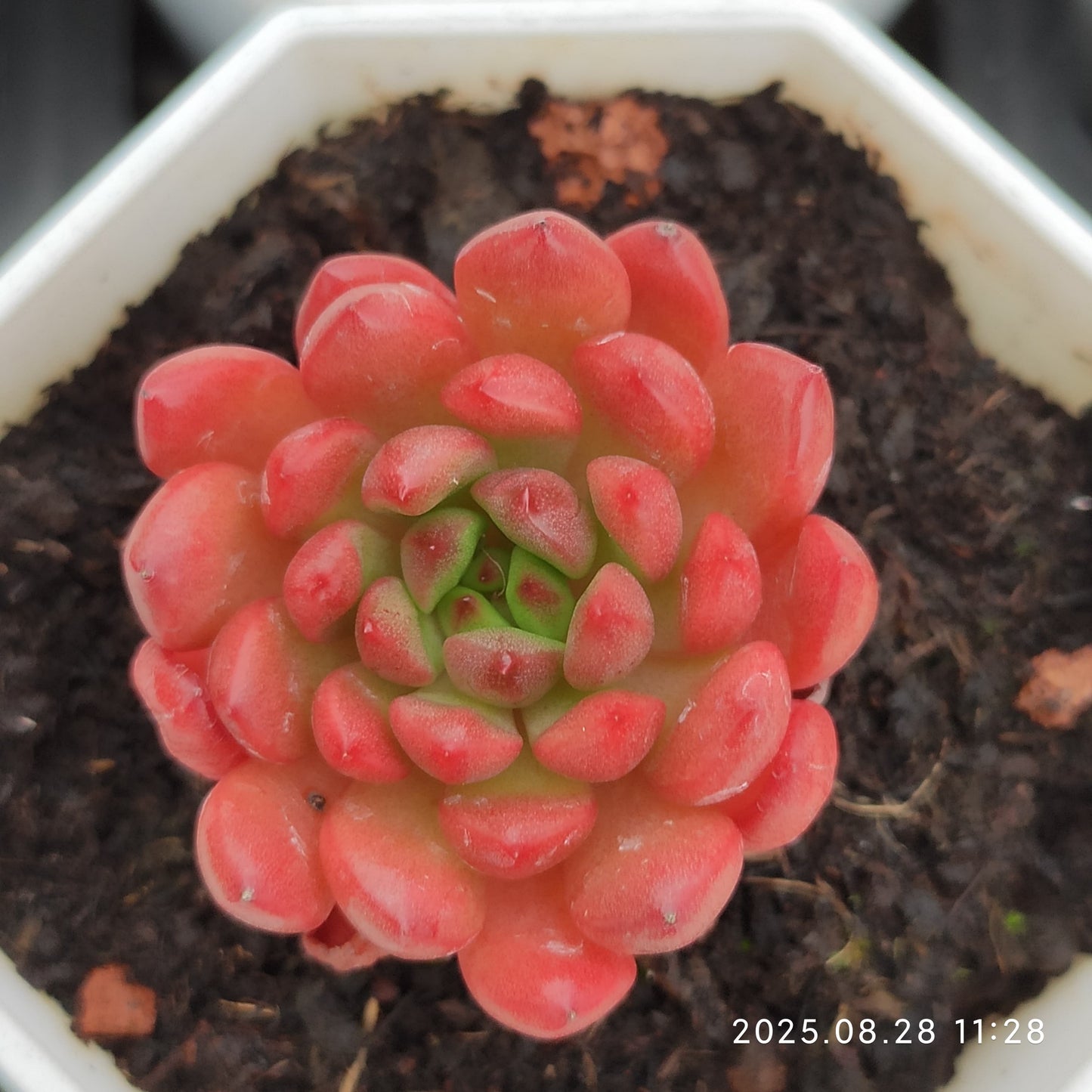 YBB033 ピンクルルビー(7cm pot)