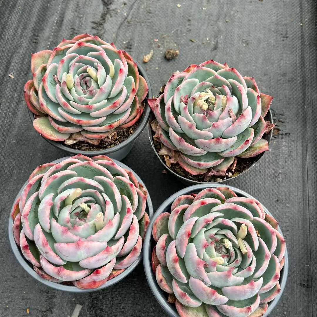 26190 フェアリー ドール