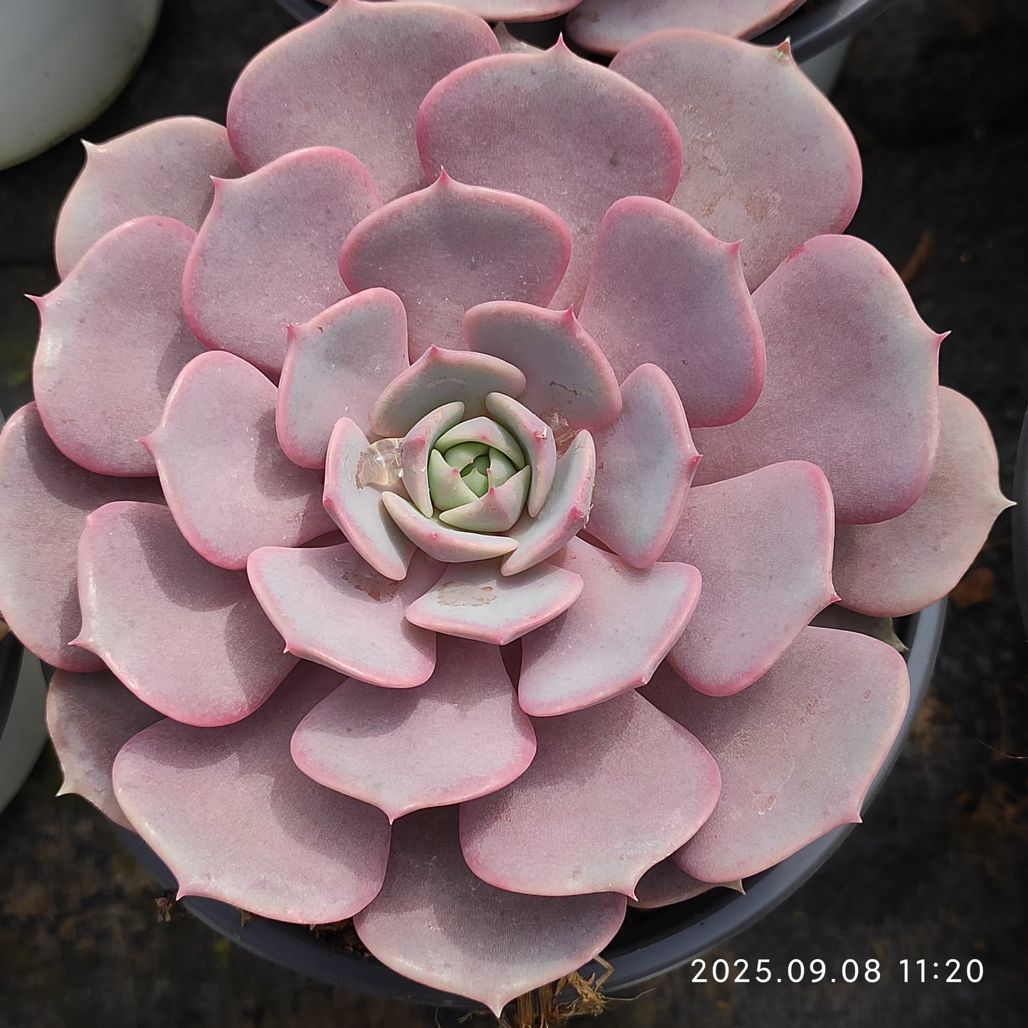 GDX010 ピンクバタフライ(11cm pot)
