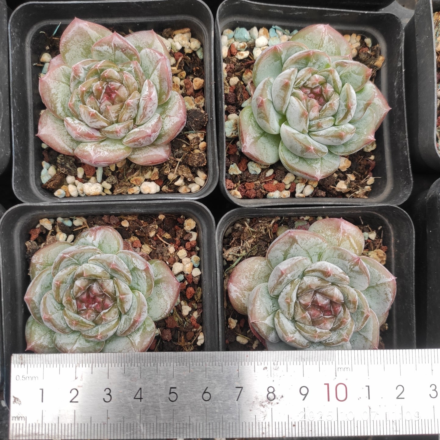 XQ1455 ダーク アンバーHyb(7cm pot)