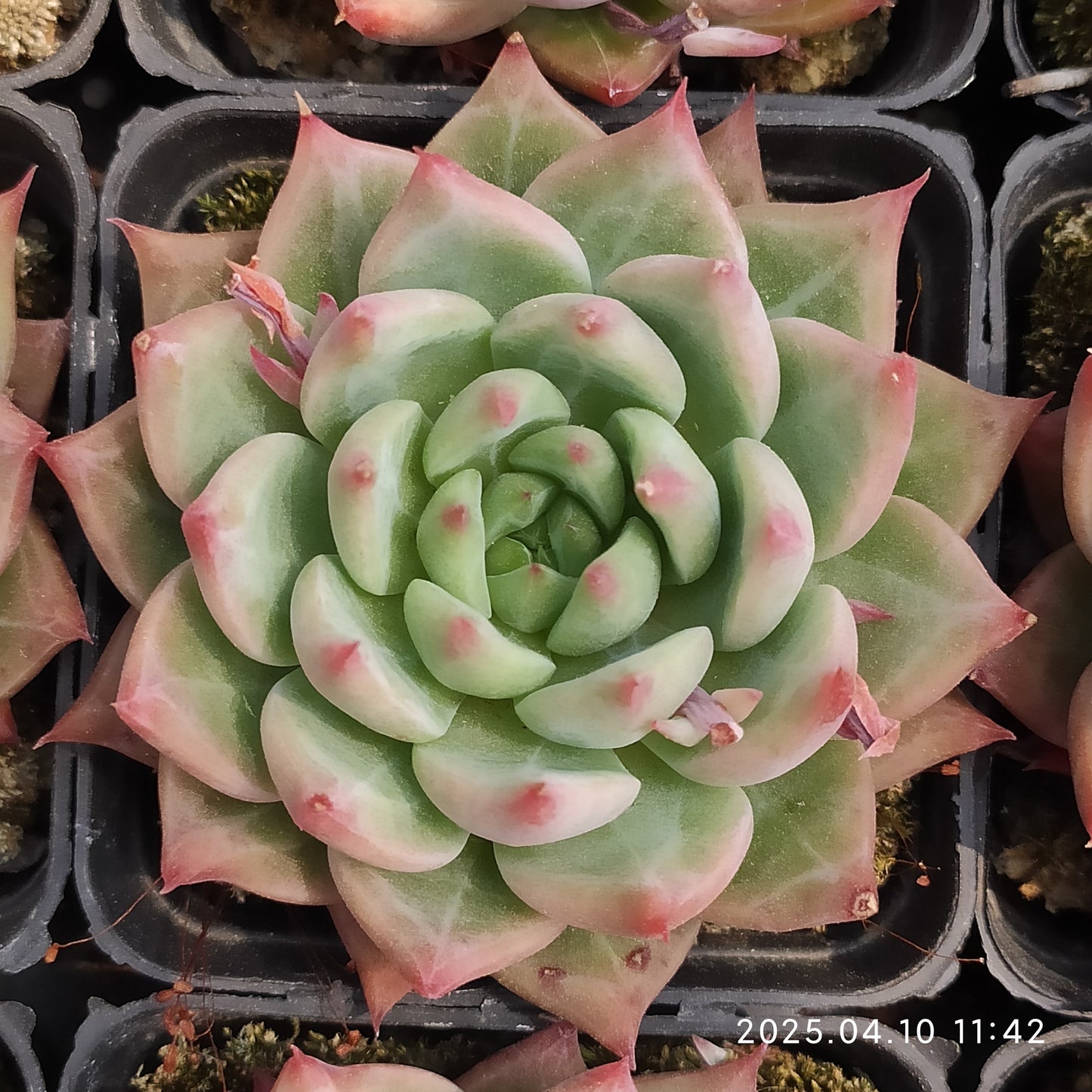 NGN699 レッド スノー マウンティン(50cm pot)